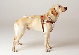 白金台で見つける！家族全員が安心して通えるおすすめ歯医者ガイド